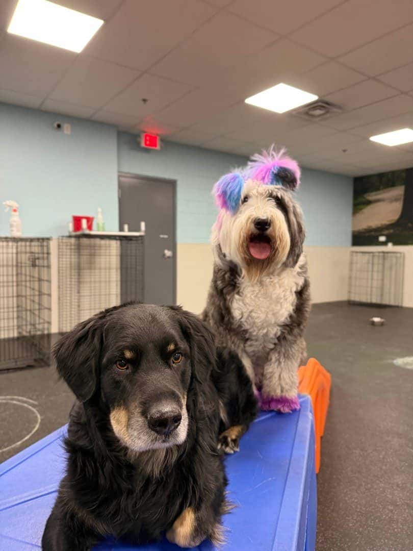 Dogtopia of Sun City - Las Vegas — Childcare & Schools photo 2 of 5