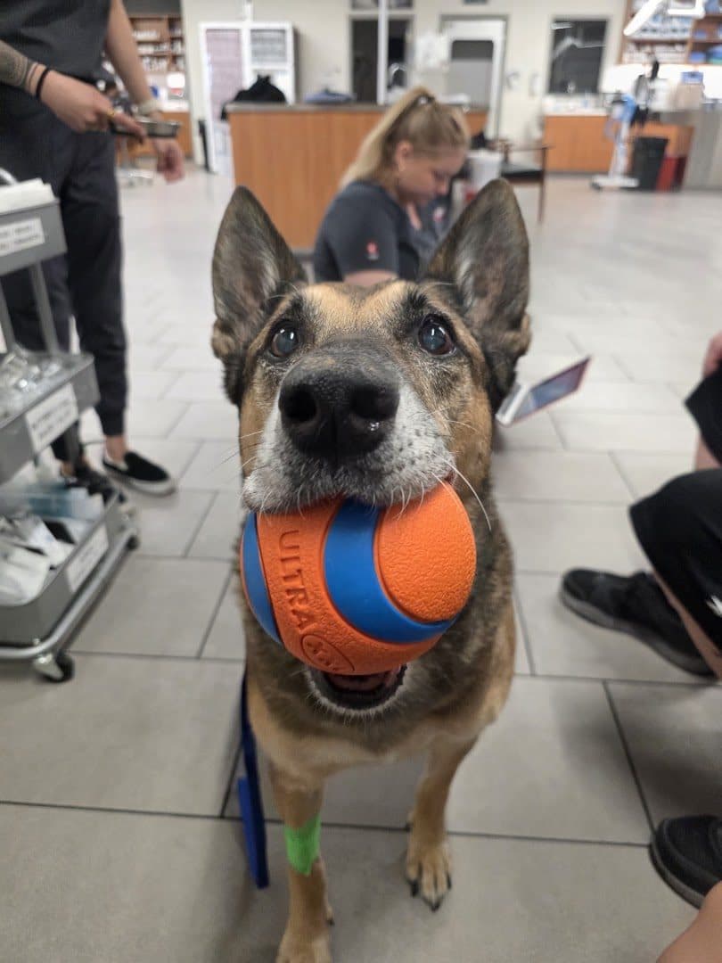 Veterinary Emergency Group — Pet Services photo 1 of 5