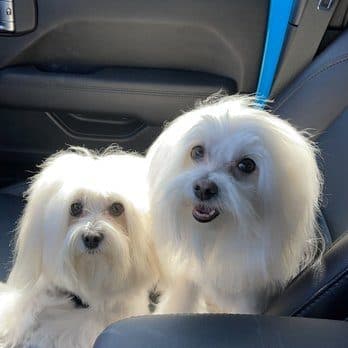 Bow Wow Meow Pet Grooming — Pet Services photo 1 of 5