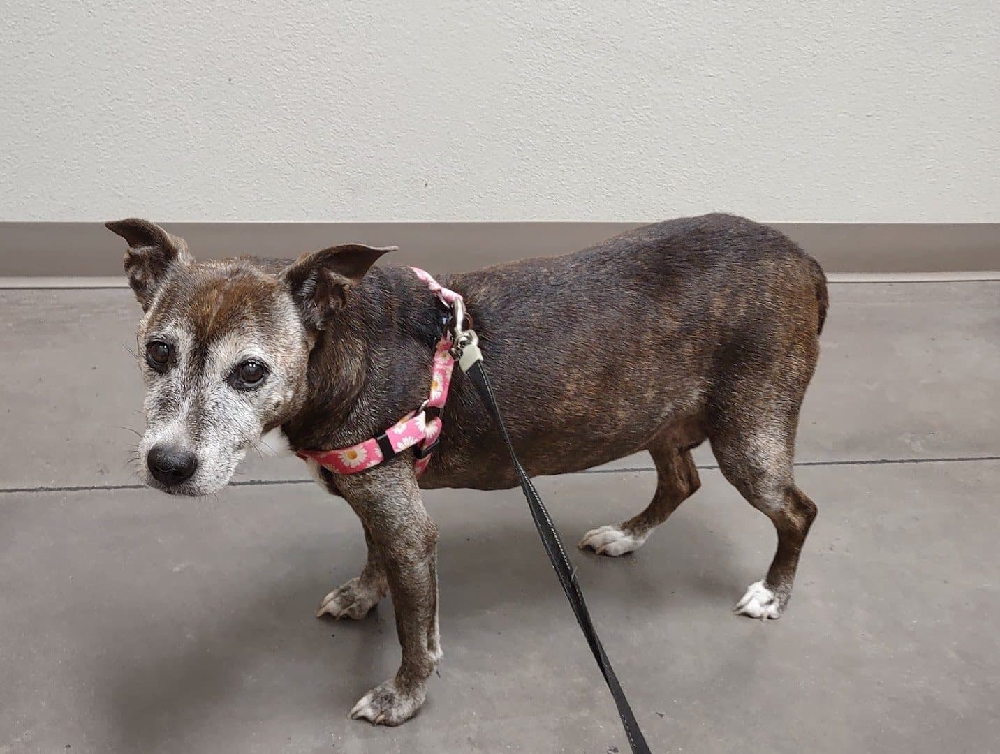 Horizon Ridge Animal Hospital — Pet Services photo 1 of 5