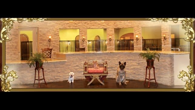 LV Dog Hotel — Childcare & Schools photo 1 of 5