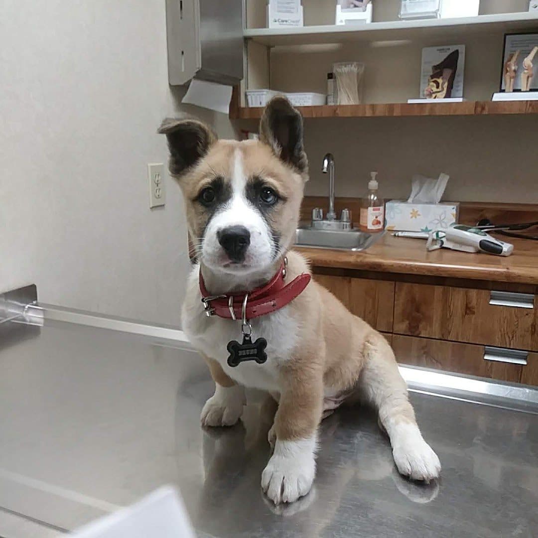 Doc Mo's Kindred Spirits Animal Hospital — Pet Services photo 1 of 5