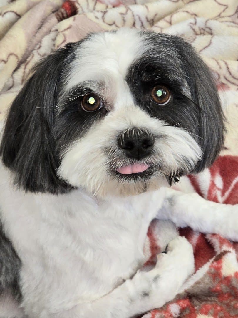 Valley Ranch Animal Hospital — Pet Services photo 1 of 5