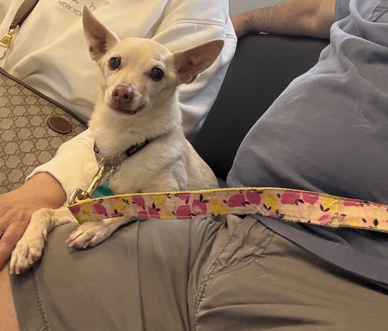 Centennial Hills Animal Hospital — Pet Services photo 1 of 5