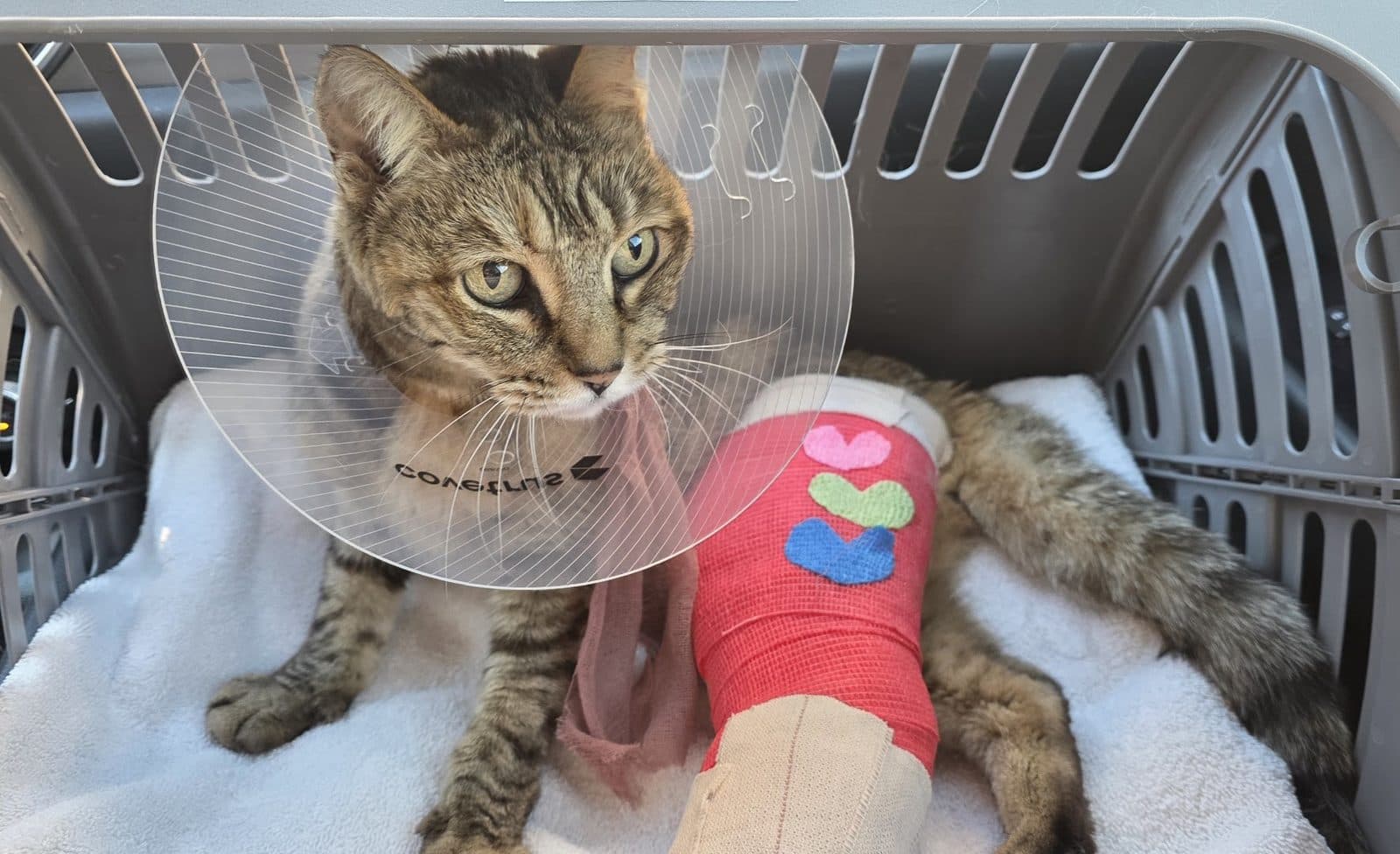 Animal Hospital The Pet Oasis — Pet Services photo 1 of 5