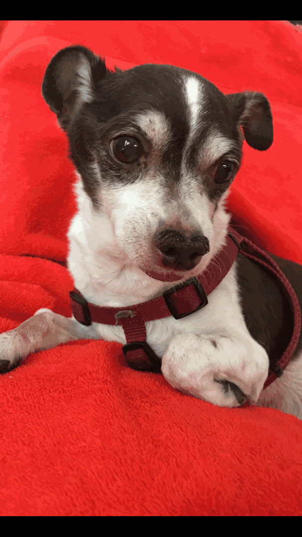 Cheyenne Tonopah Animal Hospital — Pet Services photo 1 of 5