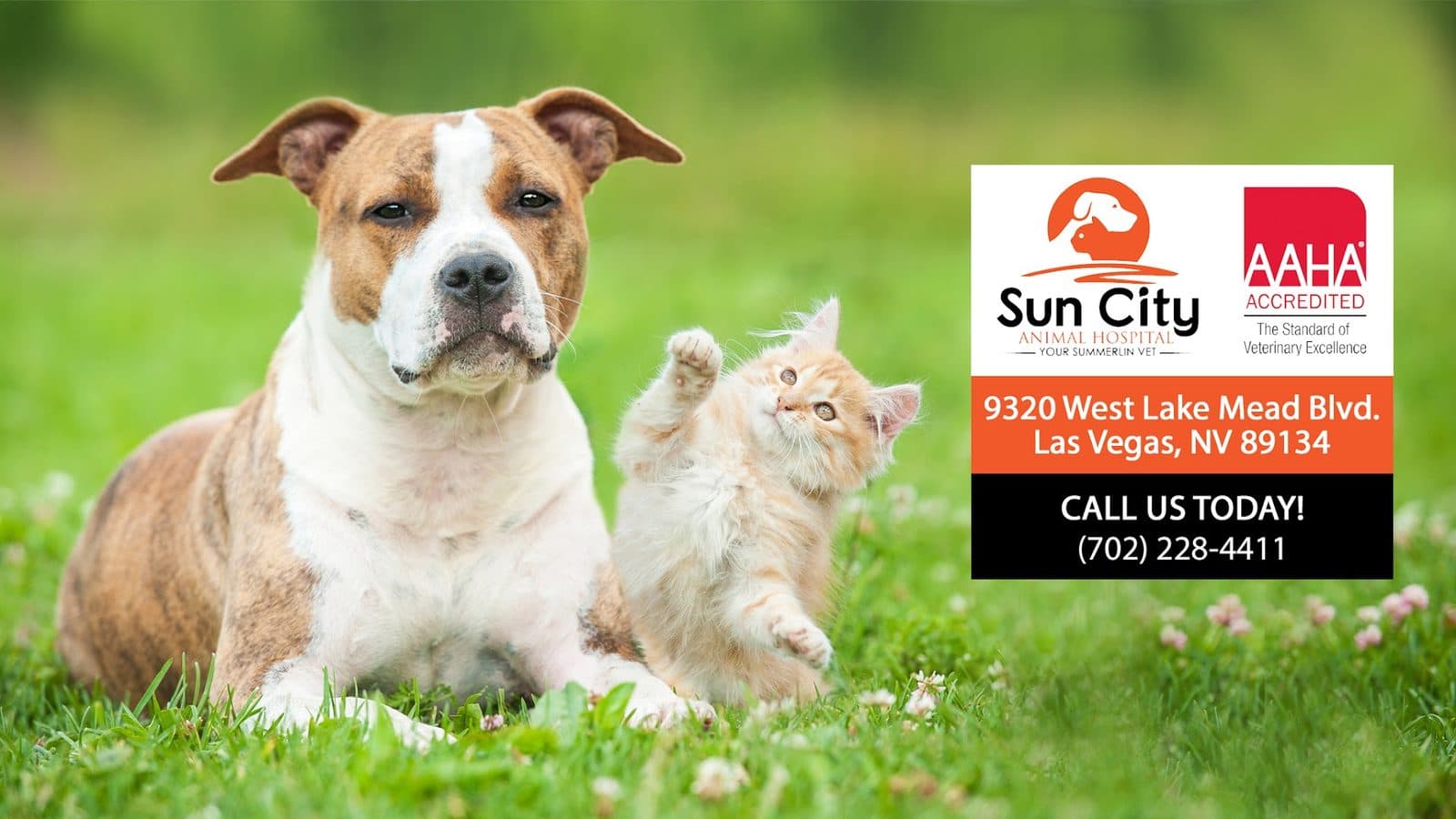Sun City Animal Hospital — Pet Services photo 1 of 5