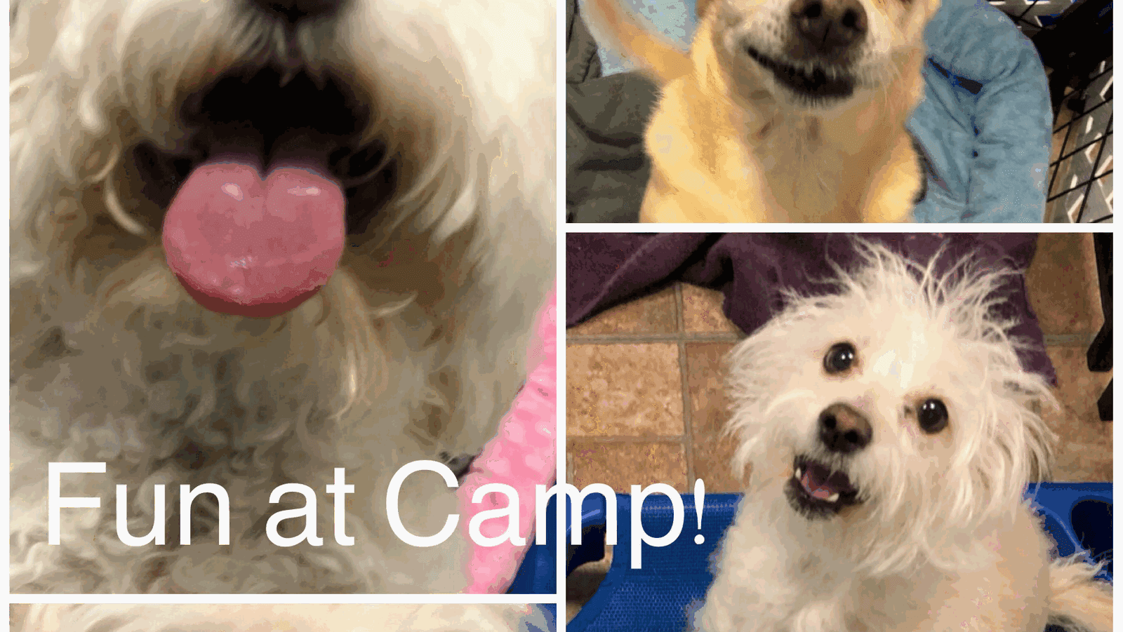 Pretty Paws Pet Grooming — Pet Services photo 1 of 5