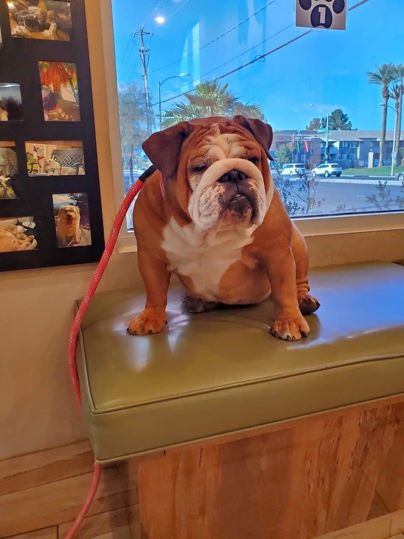 Green Valley Animal Hospital — Pet Services photo 1 of 5