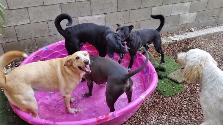 Hot Diggity Dog Daycare