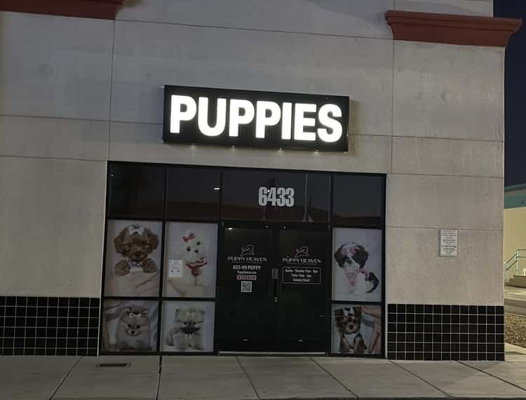 Puppy Heaven - Teacup & Toy Puppies for Sale