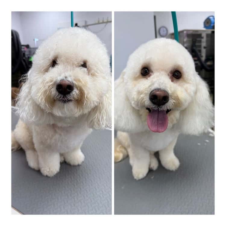 Barks and Bubbles Salon & Mobile Pet Grooming